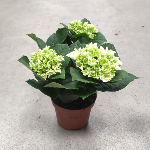 Гортензия Белая (Hydrangea macrophylla) д12 2274 фото
