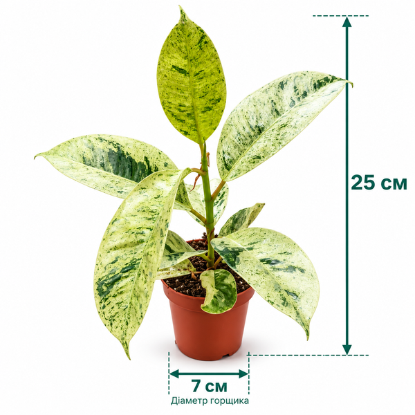 Фікус Муншайн (Ficus shivereana &lsquo;Moonshine&rsquo;) д7 3488 фото