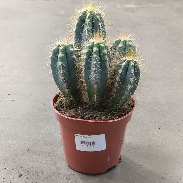 Пилосоцереус (Pilosocereus) д9 2606 фото