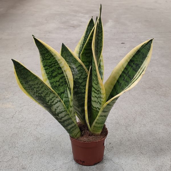 Сансев'єрія Футура (Sansevieria futura) д9 2166 фото