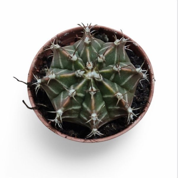 Гимнокалициум Михановича (Gymnocalycium mihanovichii)д 5.5  2100 фото