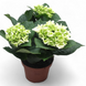 Гортензия Белая (Hydrangea macrophylla) д12 2274 фото 1