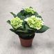 Гортензия Белая (Hydrangea macrophylla) д12 2274 фото 2
