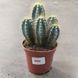 Пилосоцереус (Pilosocereus) д9 2606 фото 2