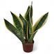 Сансев'єрія Футура (Sansevieria futura) д9 2166 фото 1