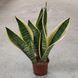 Сансев'єрія Футура (Sansevieria futura) д9 2166 фото 3