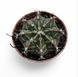 Гимнокалициум Михановича (Gymnocalycium mihanovichii)д 5.5  2100 фото 2