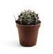 Гимнокалициум Михановича (Gymnocalycium mihanovichii)д 5.5  2100 фото 1