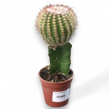 Гімнокаліціум Михановича (Gymnocalycium mihanovichii) 2589 фото