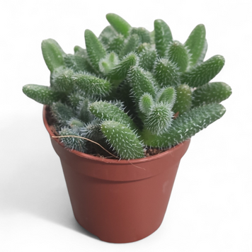 Делосперма Эхинатум (Delosperma echinatum)д5.5  3048 фото