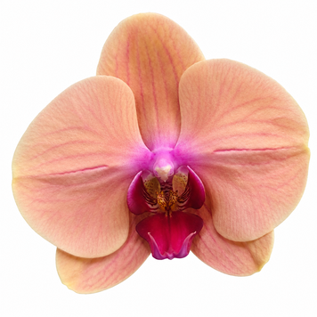 Фаленопсис Карибська Мрія (Phalaenopsis &lsquo;Caribbean Dream&rsquo;) 3372 фото