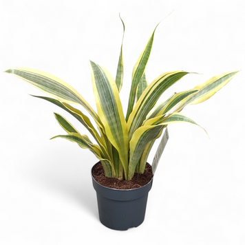 Сансевиерия Єлоустон (Sansevieria &lsquo;Yellowstone&rsquo;) д14 2999 фото