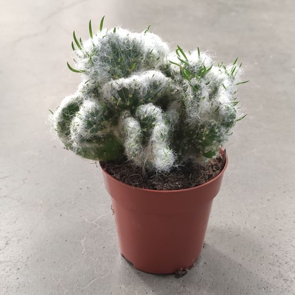 Austrocylindropuntia vestita Cristata д9 1772 фото