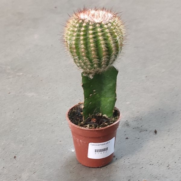 Гимнокалициум Михановича (Gymnocalycium mihanovichii) 2589 фото