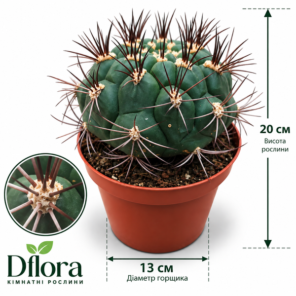 Гімнокаліціум Сагліоніс (Gymnocalycium saglionis) д13 3471 фото