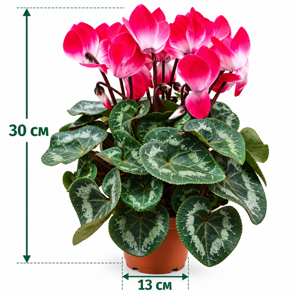 Цикламен Індіака (Cyclamen Indiaka) 3526 фото