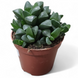 Хавортия ретуза (Haworthia retusa) д9 copy_2286 фото 1