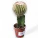 Гимнокалициум Михановича (Gymnocalycium mihanovichii) 2589 фото 1