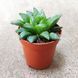 Хавортия ретуза (Haworthia retusa) д9 copy_2286 фото 2