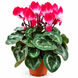 Цикламен Індіака (Cyclamen Indiaka) 3526 фото 1