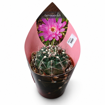 Гимнокалициум Ваттери (Gymnocalycium vatteri) д10.5 3275 фото