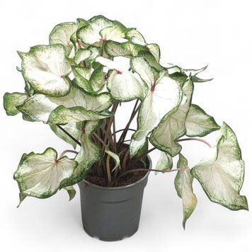 Каладіум White Wonder 1400 фото