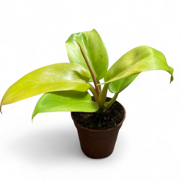 Філодендрон Меліноні Голд (Philodendron melinonii &lsquo;Gold&rsquo;) д6 3017 фото