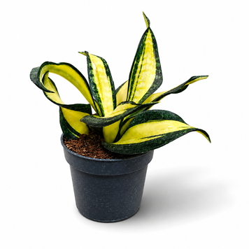 Сансев&rsquo;єрія Галаксі Стар (Sansevieria &lsquo;Galaxy Star&rsquo;) д9 3389 фото