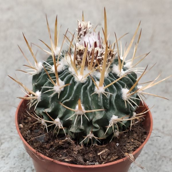 Стенокактус (Stenocactus)  д9 1788 фото