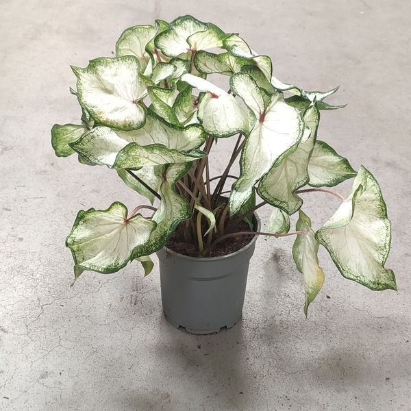 Каладіум White Wonder 1400 фото