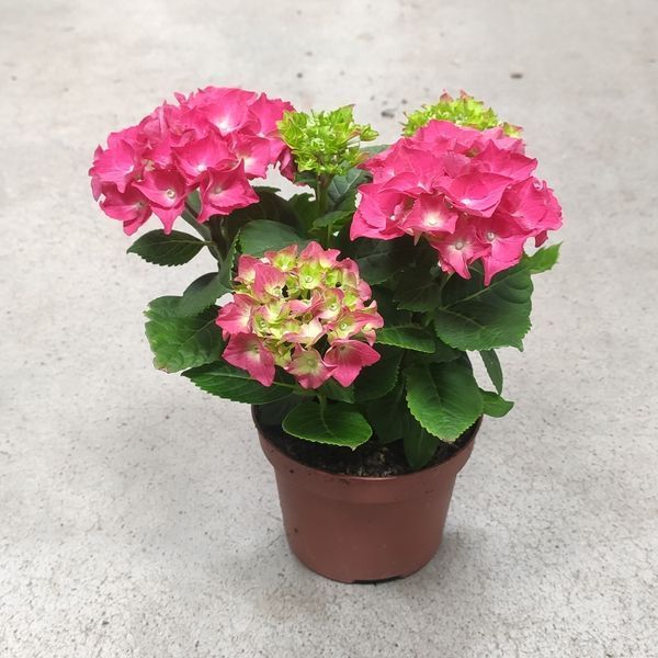 Гортензия Красная(Hydrangea macrophylla) д12 2275 фото