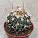 Стенокактус (Stenocactus)  д9 1788 фото 2