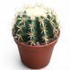 Ехинокактус грузони бревиспинус (Echinocactus grusonii var. brevispinus) д12 3208 фото 1
