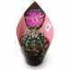 Гимнокалициум Ваттери (Gymnocalycium vatteri) д10.5 3275 фото 1