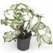 Каладіум White Wonder 1400 фото 1