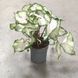 Каладіум White Wonder 1400 фото 2