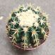 Ехинокактус грузони бревиспинус (Echinocactus grusonii var. brevispinus) д12 3208 фото 2