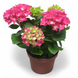 Гортензия Красная(Hydrangea macrophylla) д12 2275 фото 1