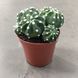 Ехінопсис (Echinopsis) 2608 фото 2