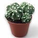 Ехінопсис (Echinopsis) 2608 фото 1