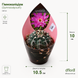 Гимнокалициум Ваттери (Gymnocalycium vatteri) д10.5 3275 фото 2