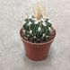 Стенокактус (Stenocactus)  д9 1788 фото 1