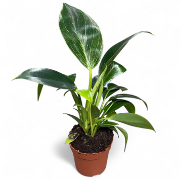 Філодендрон Біркін (Philodendron Birkin) д7 3016 фото