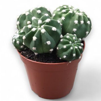 Ехінопсис (Echinopsis) 2608 фото