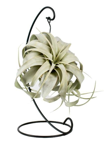 Тілландсия Ксерографика (Tillandsia xerographica) 2818 фото
