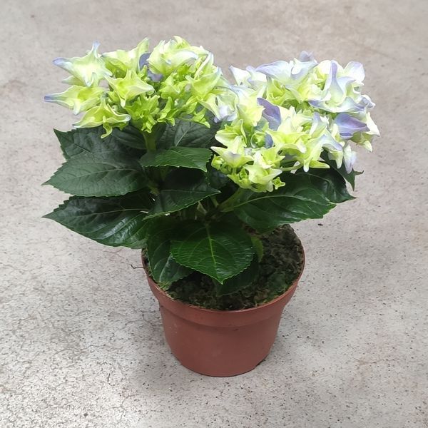 Гортензия синяя (Hydrangea macrophylla) д12 2276 фото