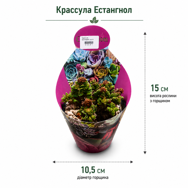 Крассула Естангнол (Crassula 'Estagnol') д10.5 3274 фото