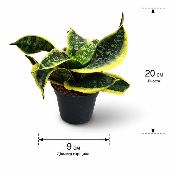 Сансев&rsquo;єрія Ханні Торнадо (Sansevieria &lsquo;Hahnii Tornado&rsquo;) д9 3390 фото