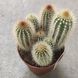 1036 фото 3