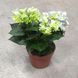 Гортензия синяя (Hydrangea macrophylla) д12 2276 фото 2